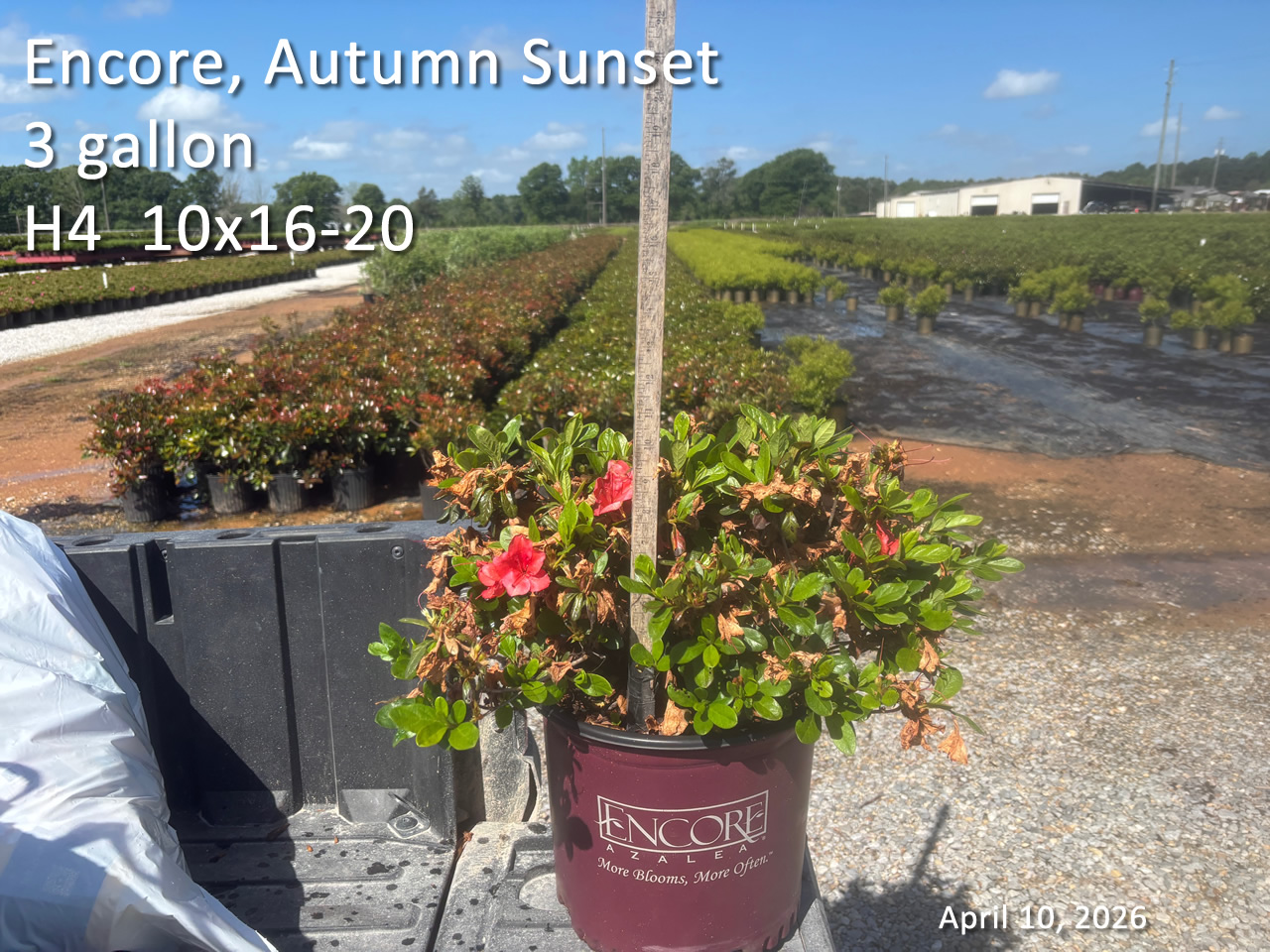 gallery/ess3 h4 apr10.jpg